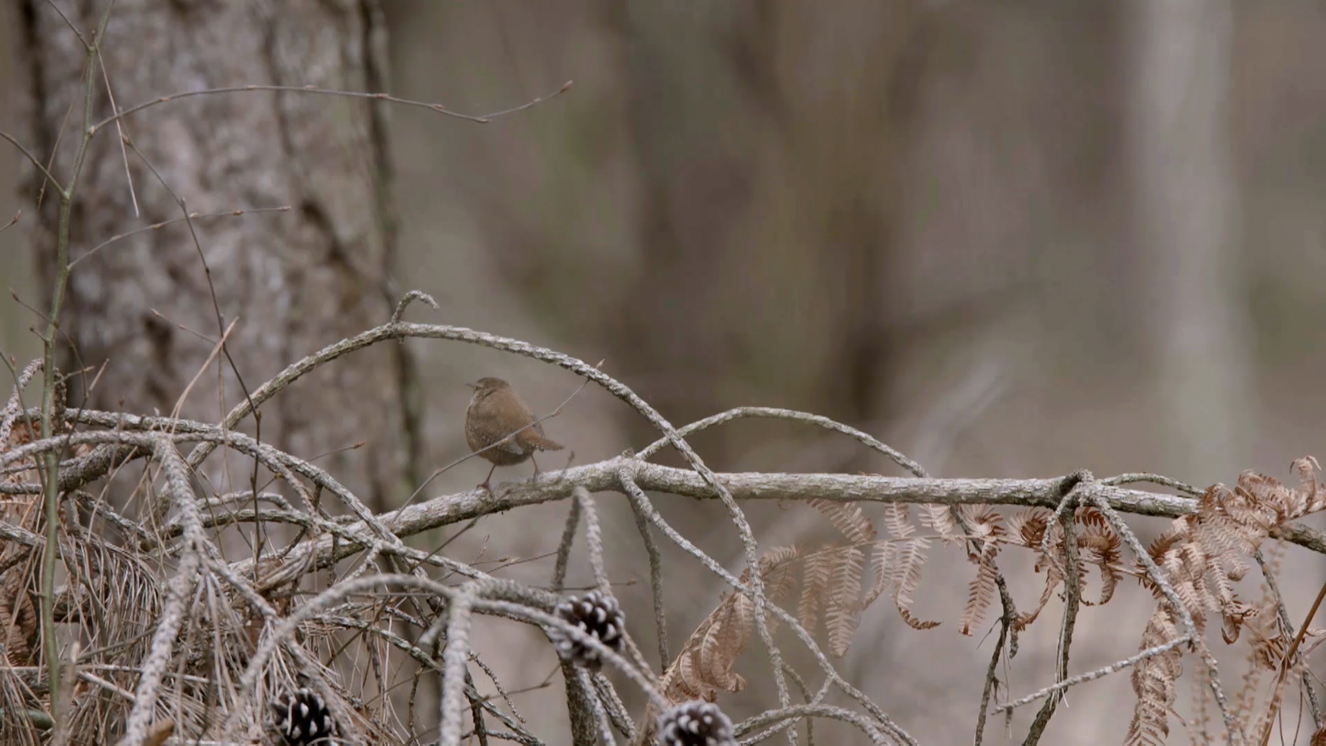 Alexandra_Batina_Color_Grading_DOC._2921